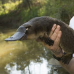 The Parable Of The Platypus