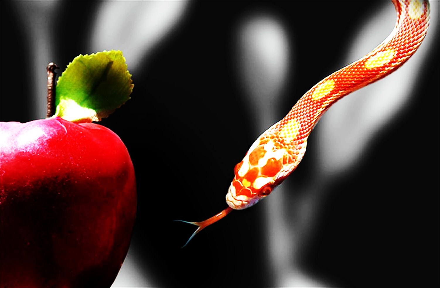 temptation-apple-and-snake (1) .